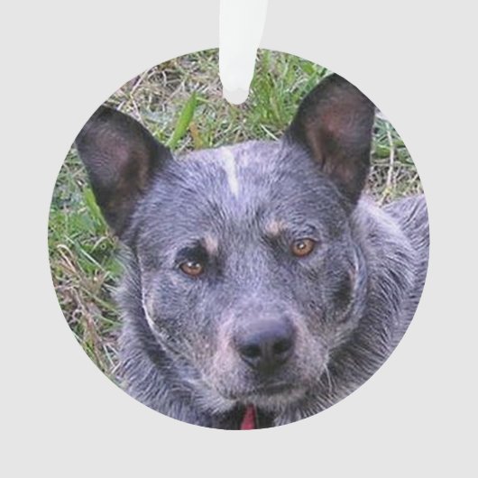 Australian_cattle_dog blue.png (devant)