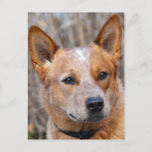 Australian Cattle Dog Briefkaart