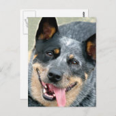Australian Cattle Dog Briefkaart (Voorkant / Achterkant)