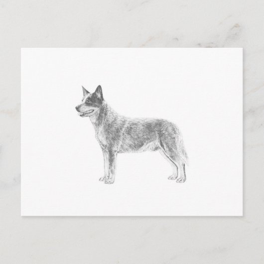 Australian Cattle Dog Briefkaart (Voorkant)