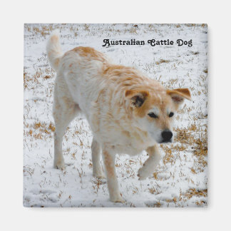 Australian Cattle Dog Magneet