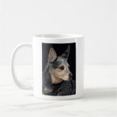 Australian Cattle Dog Mok - "Quigley" (Links)