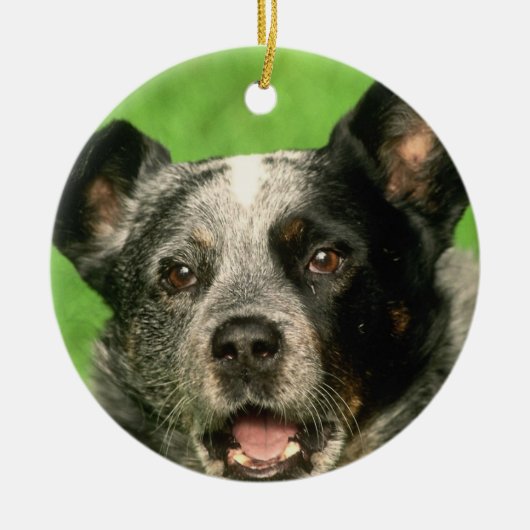 Australian Cattle Dog Ornament (Voorkant)