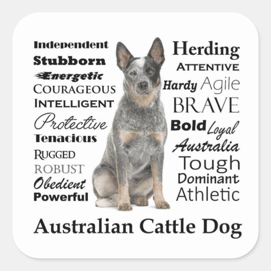Australian Cattle Dog Stickers (Voorkant)