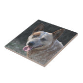 Australian Cattle Dog Tegeltje (Zijkant)