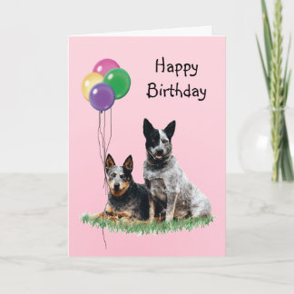Australian Cattle Dog, Verjaardagsballonnen Kaart