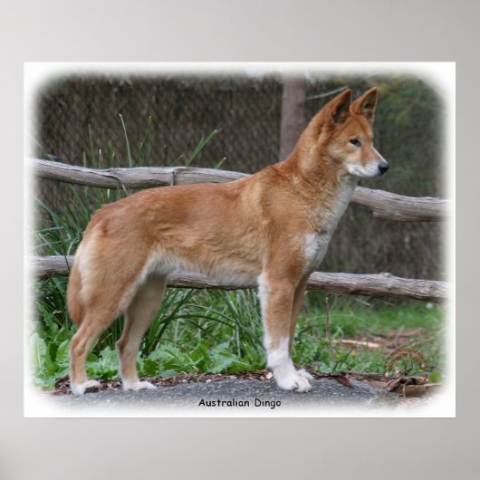 Australian Dingo 9Y209D-268 Poster (Voorkant)