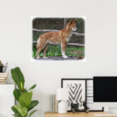 Australian Dingo 9Y209D-268 Poster (Thuiskantoor)