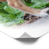 Australian Dingo 9Y209D-268 Poster (Hoek)