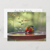 Australian Eastern Rosella Drinking Briefkaart (Voorkant / Achterkant)