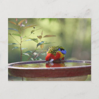 Australian Eastern Rosella Drinking Briefkaart