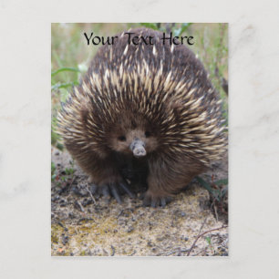 Australian Echidna Cute Animal Foto Briefkaart