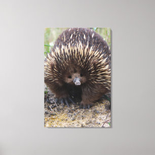 Australian Echidna Cute Animal Foto Canvas Afdruk