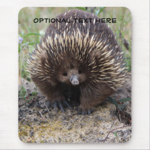 Australian Echidna Cute Animal Foto Muismat