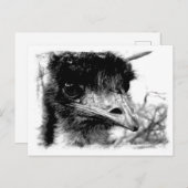 Australian Emu Wildlife Briefkaart (Voorkant / Achterkant)