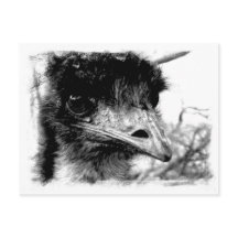 Australian Emu Wildlife Briefkaart