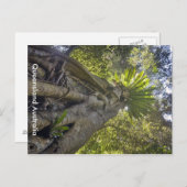 Australian Forest Briefkaart (Voorkant / Achterkant)