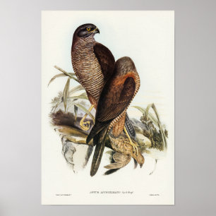Australian Goshawk van Elizabeth Gould Poster