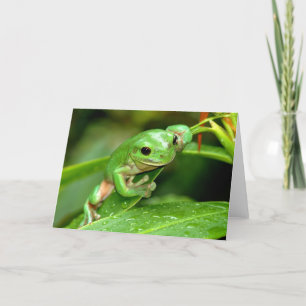 Australian Green Tree Frog foto wenskaart Kaart