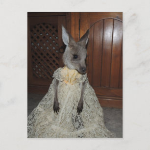 Australian Kangaroo Joey Briefkaart