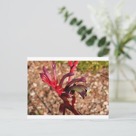 Australian Kangaroo Paw flower in blok 2 Briefkaart (Staand voorkant)