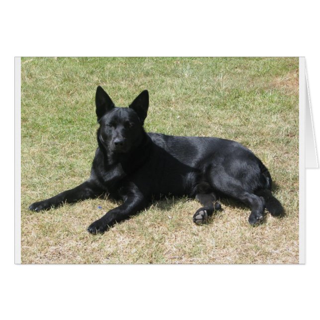 Australian Kelpie Dog (Voorkant Horizontaal)