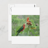 Australian King Parrots Briefkaart (Voorkant / Achterkant)