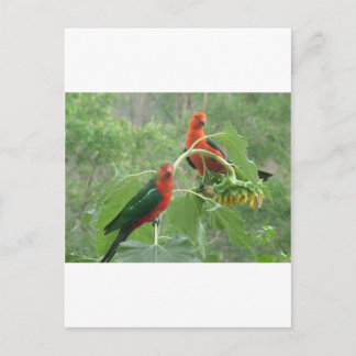 Australian King Parrots Briefkaart