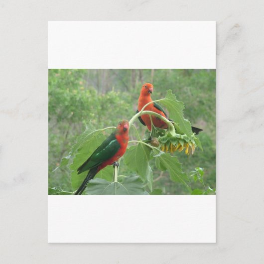 Australian King Parrots Briefkaart (Voorkant)