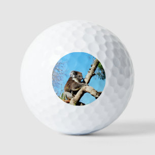 Australian Koala Beer in oude dennenboom, Golfballen