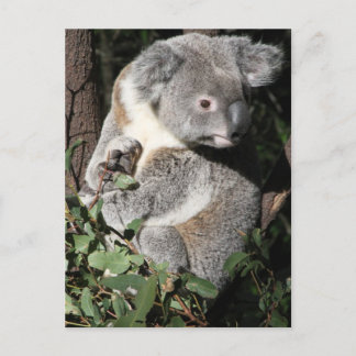 Australian Koala Briefkaart