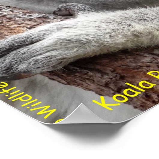 Australian Koala Poster (Hoek)