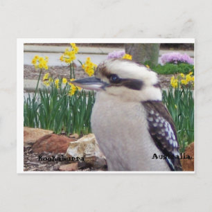 Australian Kookaburra Briefkaart