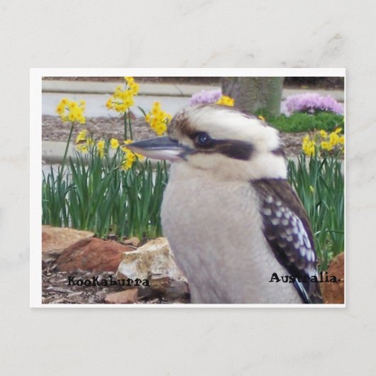 Australian Kookaburra Briefkaart (Voorkant)