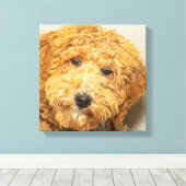 Australian Labradoodle Canvas Afdruk (Insitu (Houten vloer))
