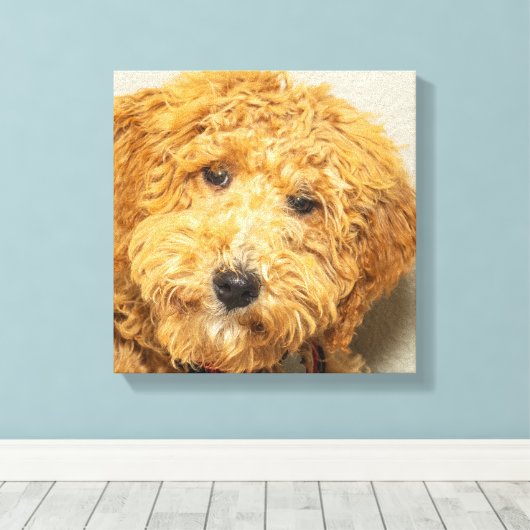 Australian Labradoodle Canvas Afdruk (Insitu (Houten vloer))