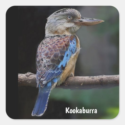 Australian Laughing Kookaburra Bird Vierkante Sticker (Voorkant)