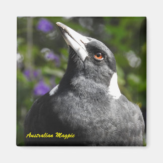 Australian Magpie Magneet