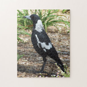 Australian Magpie Puzzle Legpuzzel