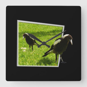 Australian Magpies that Standout, Vierkante Klok