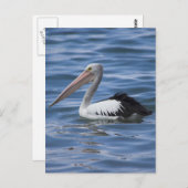Australian Pelican Briefkaart (Voorkant / Achterkant)