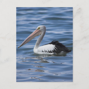 Australian Pelican Briefkaart