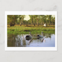 Australian Pelicans, Kakadu National Park, NT