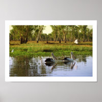Australian Pelicans, Kakadu National Park, NT