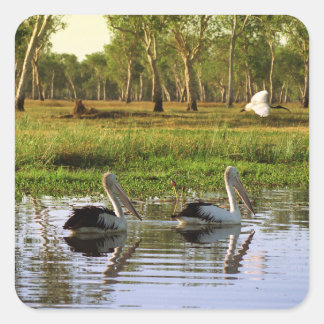Australian Pelicans, Kakadu National Park, NT Vierkante Sticker