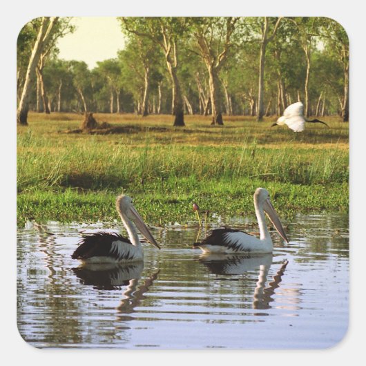 Australian Pelicans, Kakadu National Park, NT Vierkante Sticker (Voorkant)
