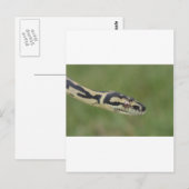 Australian Python Briefkaart (Voorkant / Achterkant)