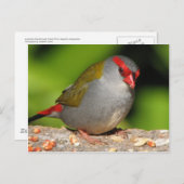 Australian Red-Browed Firetail Finch Briefkaart (Voorkant / Achterkant)