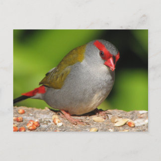 Australian Red-Browed Firetail Finch Briefkaart