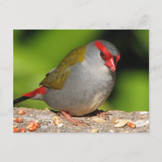 Australian Red-Browed Firetail Finch Briefkaart (Voorkant)